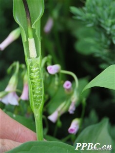 抗癌十味方,抗癌草药十大名方