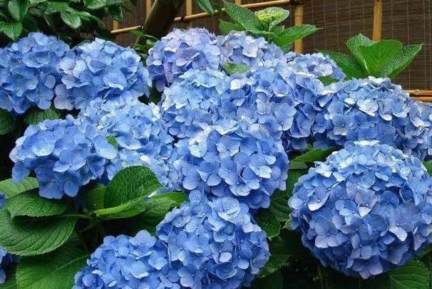 夏季花草烂根怎么办,盆栽被太阳晒枯萎了怎么办