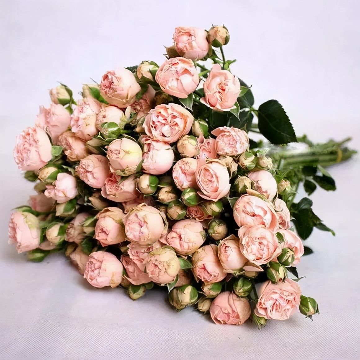 花店必备的5款玫瑰,花店常用的10款玫瑰花是哪些品种