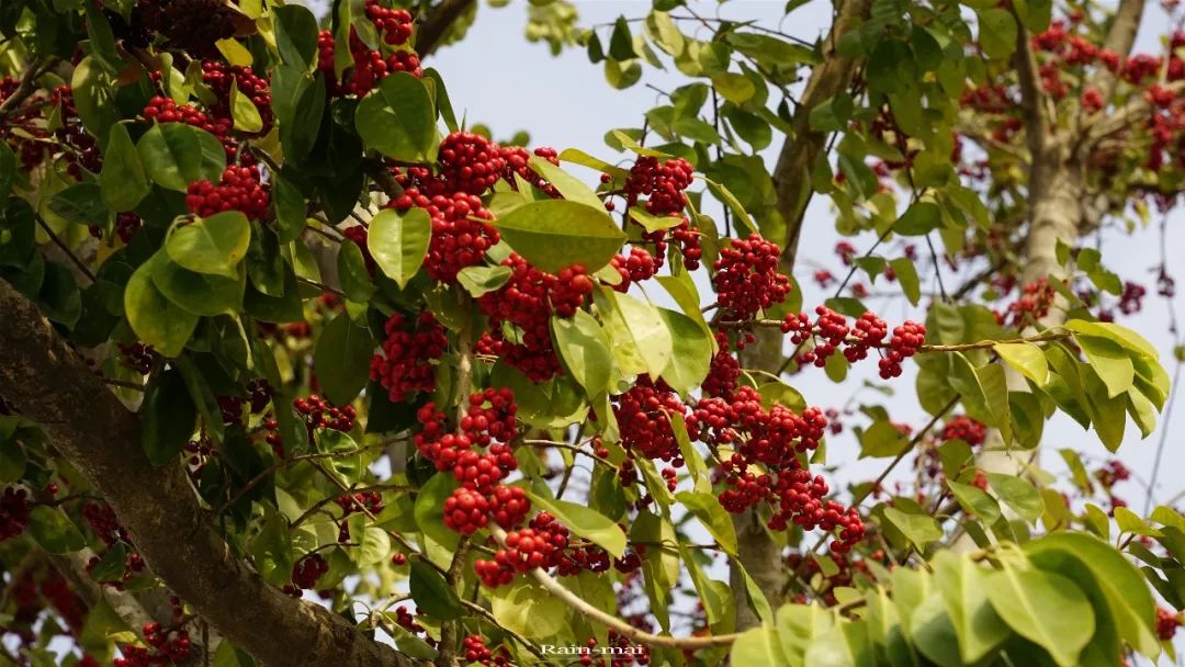 广州地铁22号线离增城距离多远,增城地铁21号线增城广场站