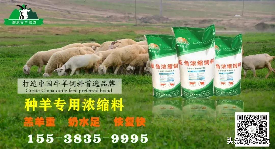 养羊必知高效方案表,72种羊病速查手册下载