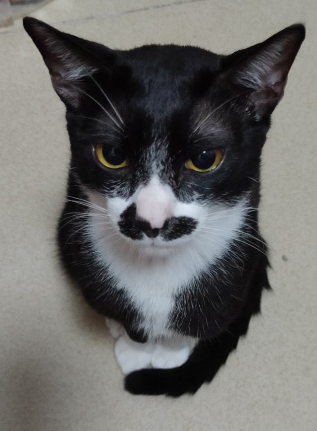 什么牌子猫粮最适合家里的主子？