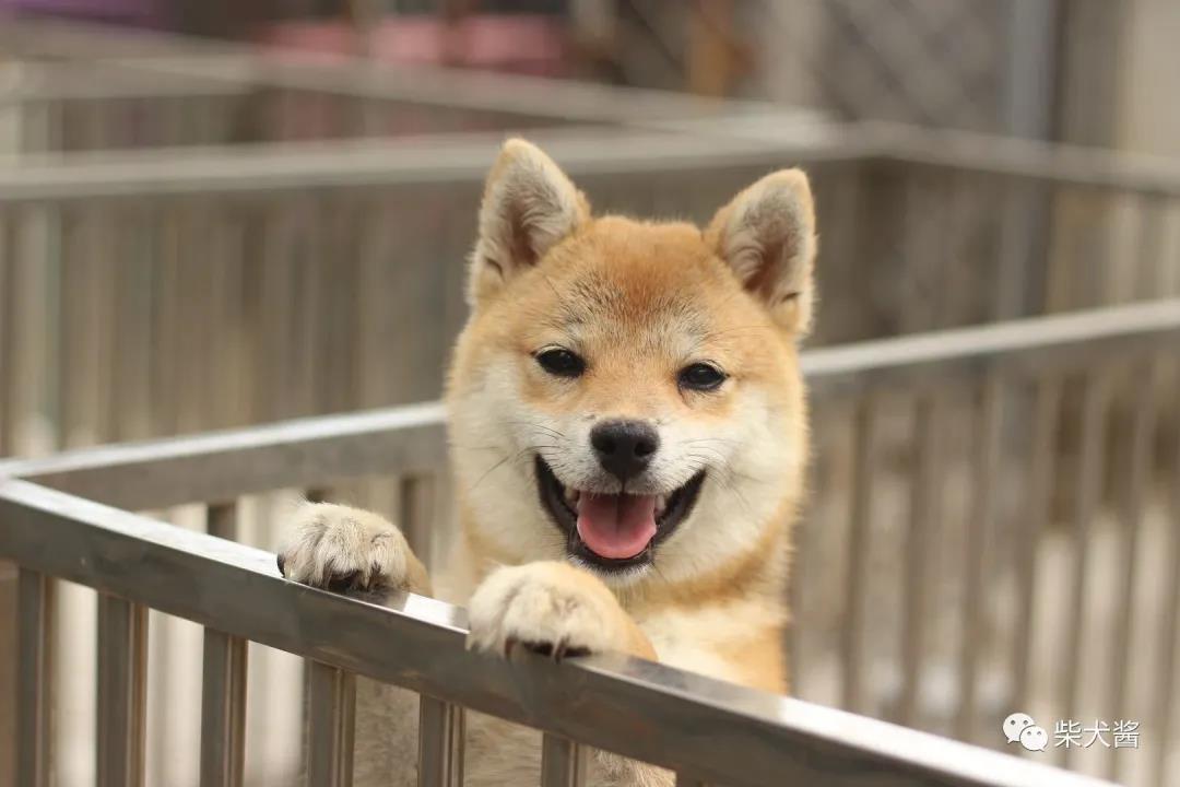 想买一只公柴犬怎么选,想买一只柴犬幼崽