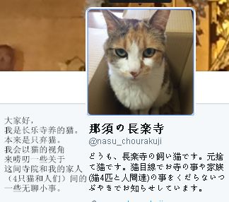 日本猫岛撸猫必备短片,日本东京免费撸猫的地方