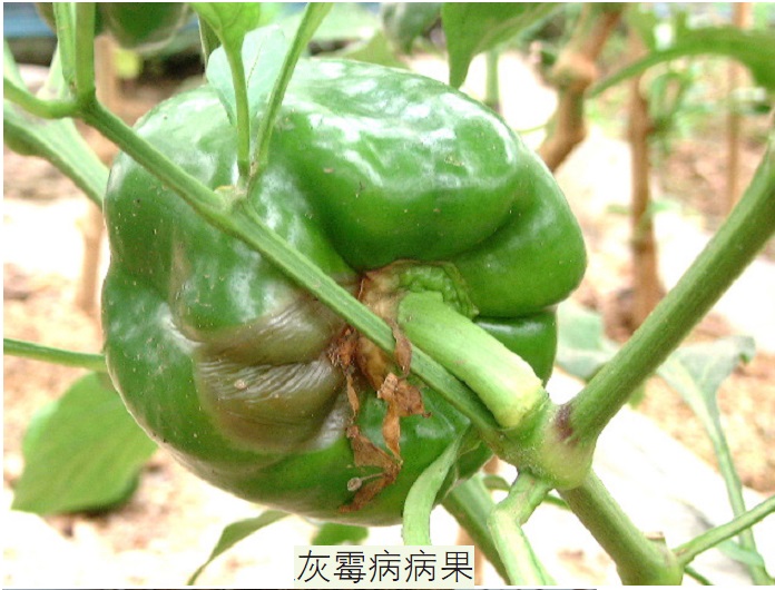 灰霉病最佳防治方法,辣椒灰霉病防治技术