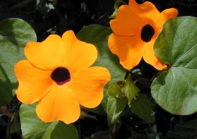 种了盆“开花劳模”，越晒越爱开花，还一开一个夏天