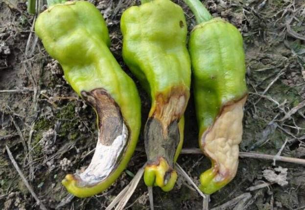 辣椒脐腐病的识别与防治,辣椒脐腐病是真菌性还是细菌性