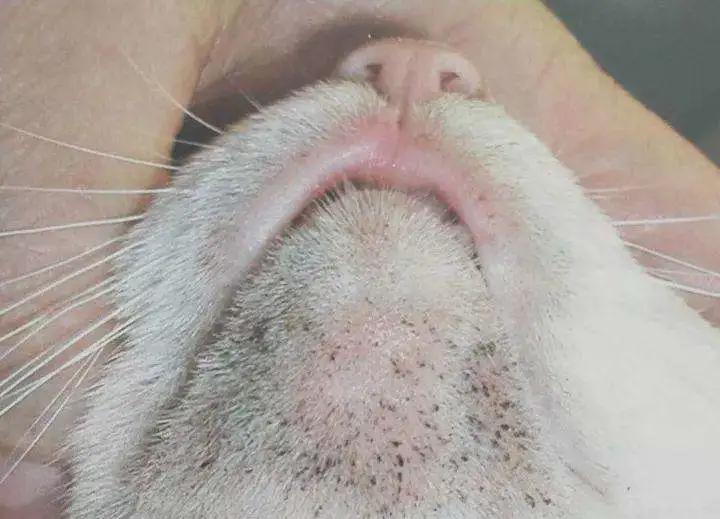 梅雨季节狗狗皮肤病怎么办,梅雨季猫癣症状