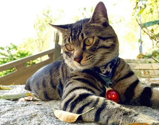 长城欧拉朋克猫2021款价格,猫的品种及价格100到300