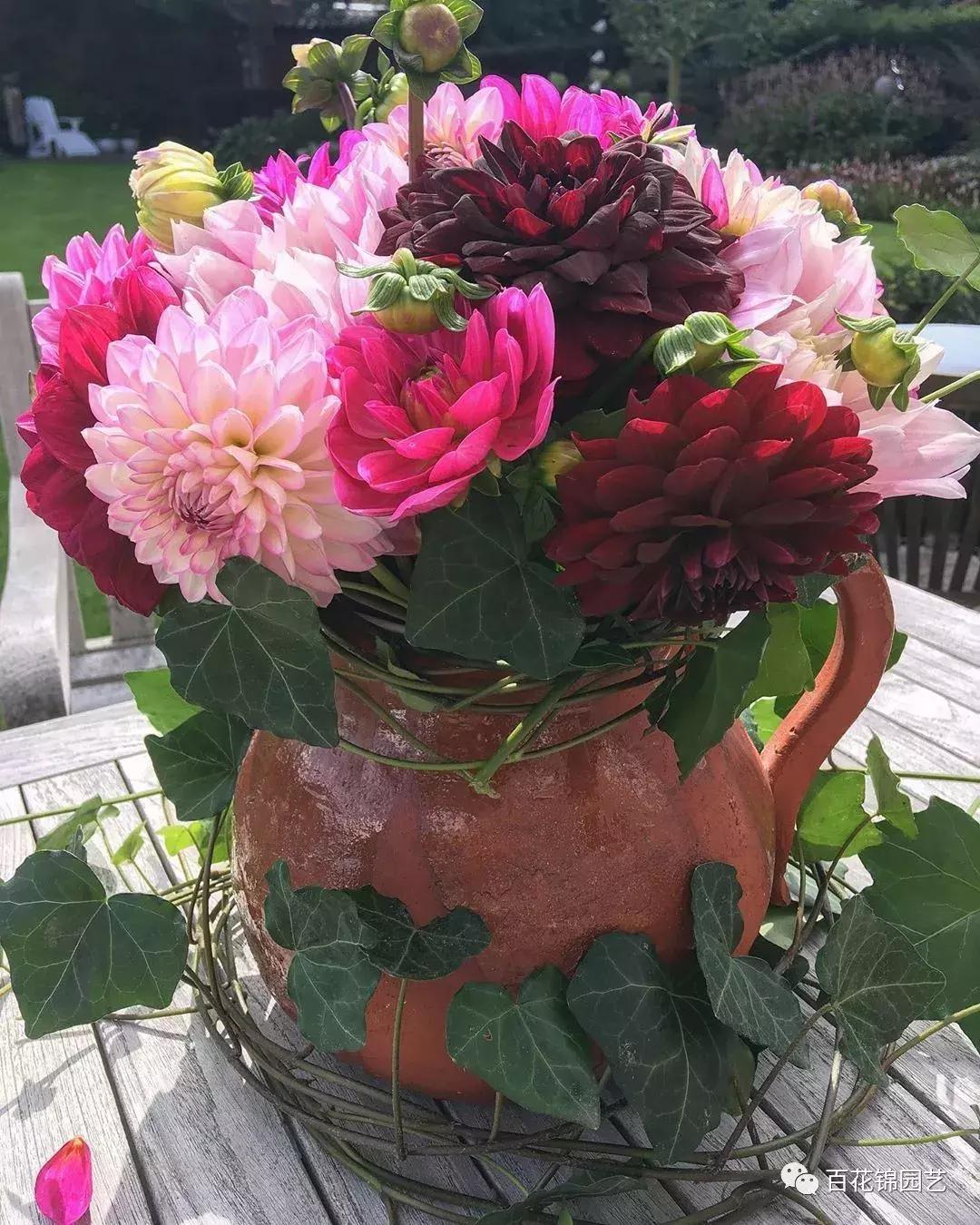 小丽花怎么养护和繁殖,小丽花四季开花吗