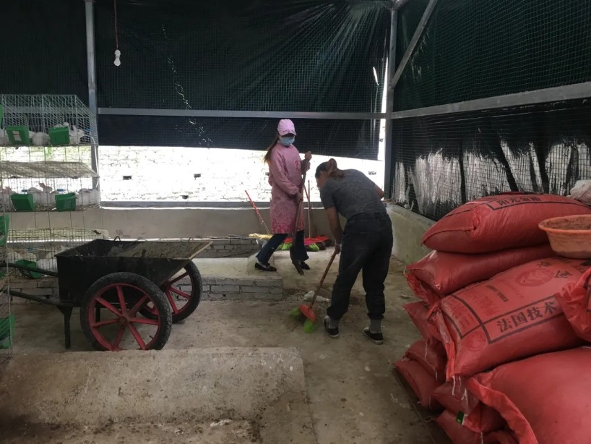 脱贫致富农村,小兔子助农奔向致富路