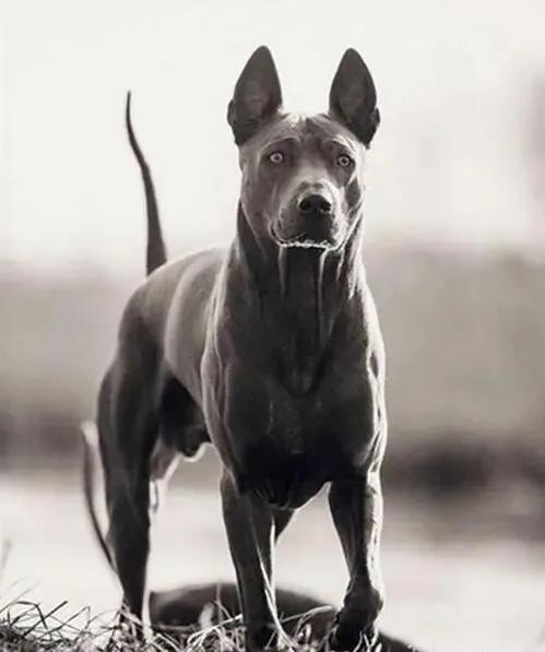 世界各国大型猛犬排名,世界各国猛犬排名