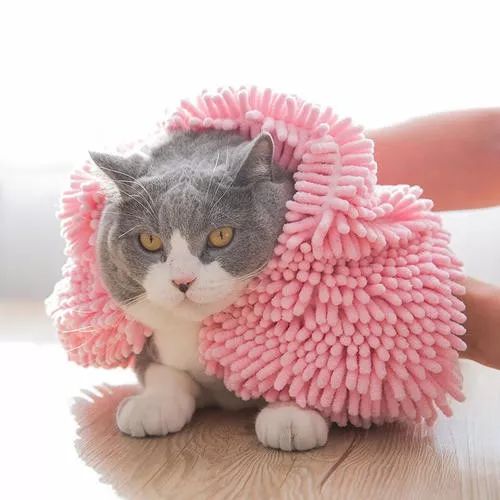 冬天给猫咪洗澡会不会感冒,猫咪冬天洗澡会感冒吗