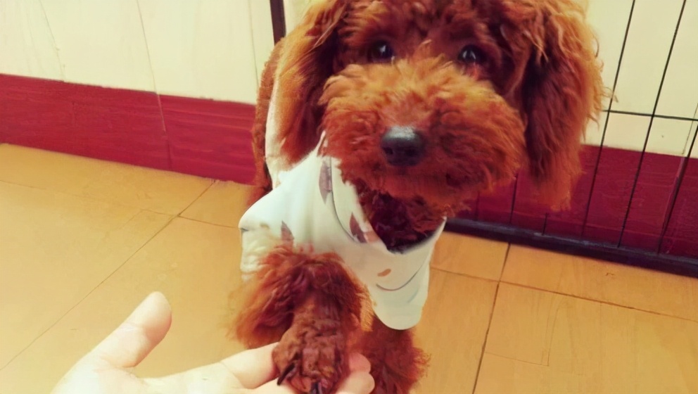 泰迪打了狂犬疫苗咬人是不是没事,泰迪咬人是什么原因引起的