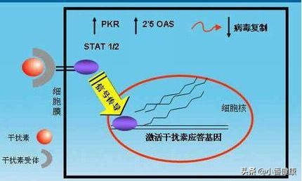 乙肝干扰素有哪些不良反应,乙肝干扰素完全无不良反应