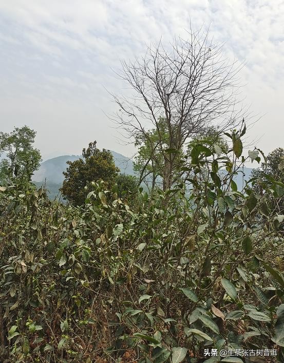 小户赛和昔归的口感区别,昔归普洱茶是哪个产区