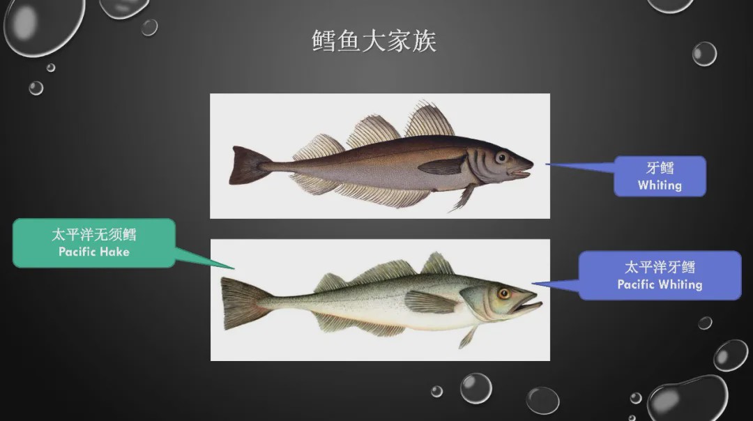 樊哥说中国美食,樊哥讲冰鲜生鲜