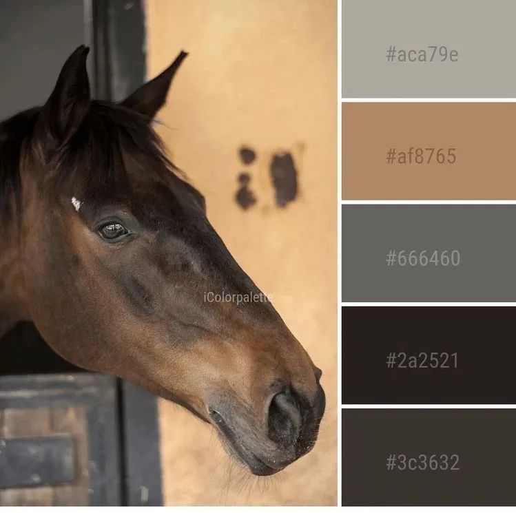 动物配色大全视频,配色的设计灵感