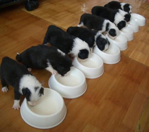 边牧特别胆小怎么办害怕其他狗狗,边牧狗狗长大了还能训练吗