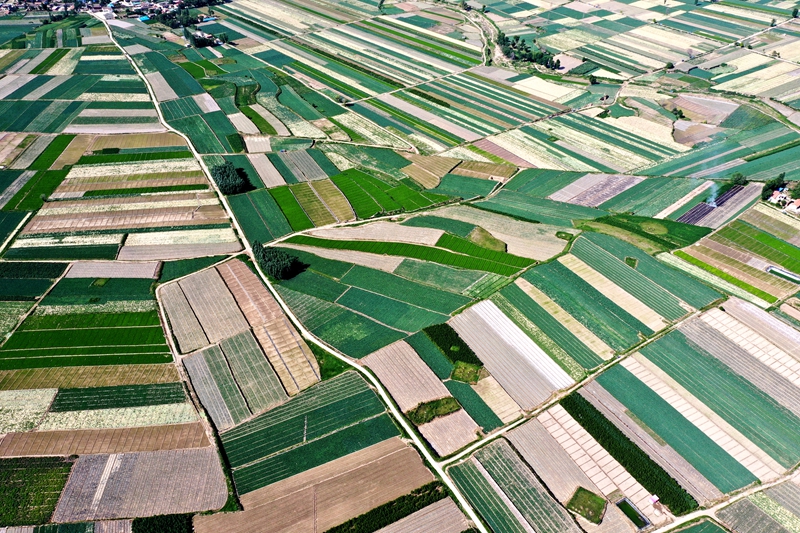 又到蔬菜开花结果的季节,又到蔬菜收获季