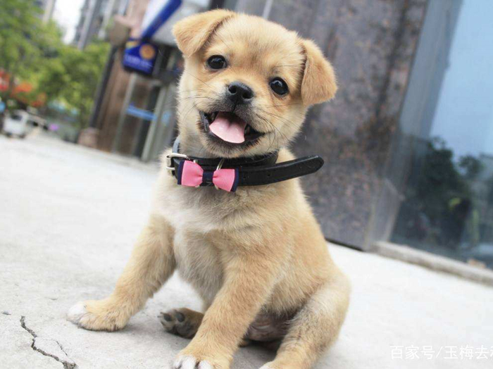 铲屎官防止狗中暑原视频,天气热狗狗中暑