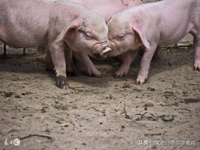 小猪顽固性拉稀,小猪顽固性拉稀怎么办