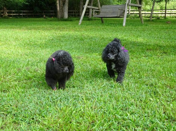 泰迪鼻梁上秃毛怎么办,泰迪鼻梁毛少怎么办