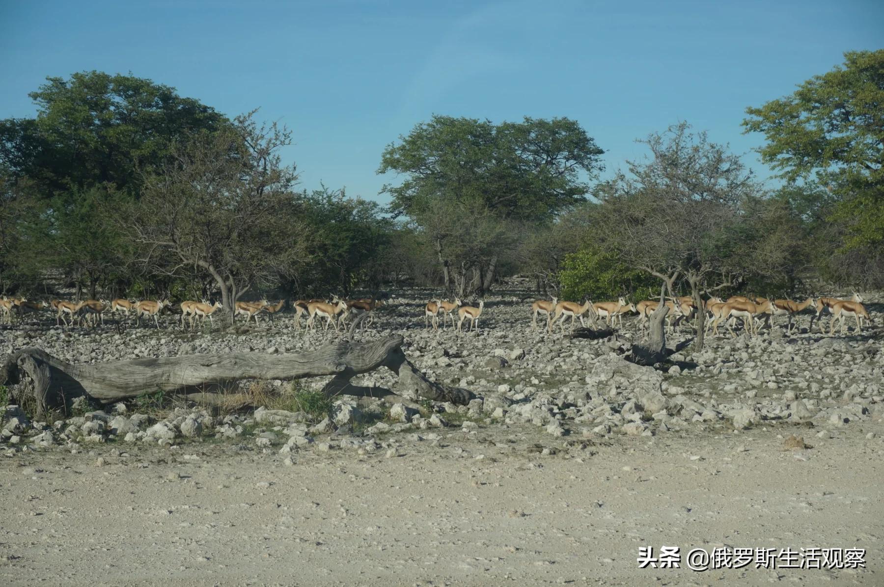 非洲小瑞士：最不像非洲的非洲国家
