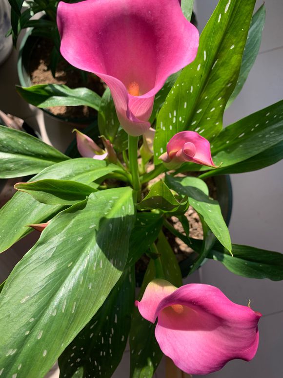 马蹄莲养不好，关注3点细节，黄叶变绿叶