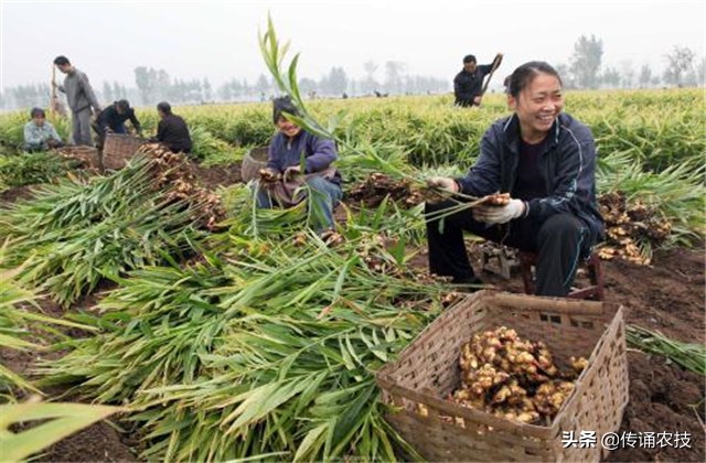 生姜种植有哪些病虫害怎么防治,张新华生姜病虫害防治技术