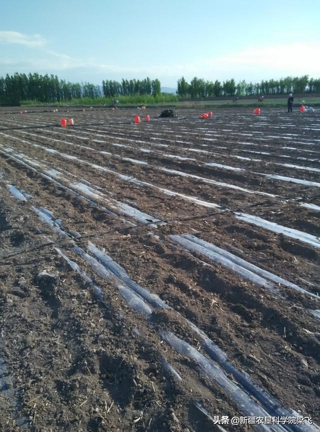 新疆兵团团场改革后的建议,兵团团场改革办法