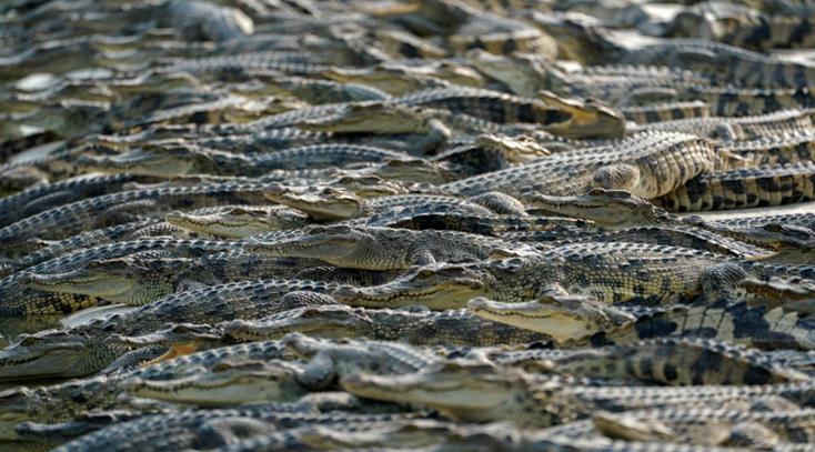 鳄鱼可以合法养殖吗,人工养殖鳄鱼100斤一条多少钱