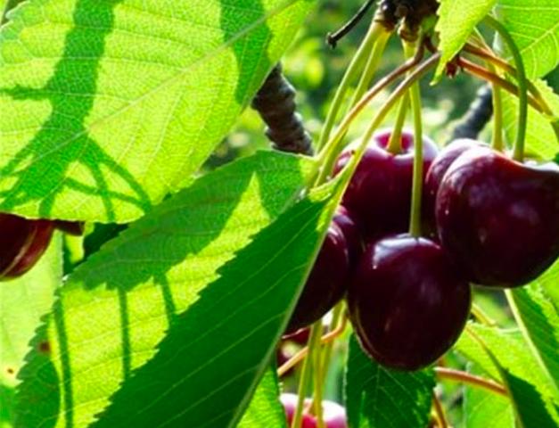 中国樱桃和车厘子的对比,不要再争了完整视频