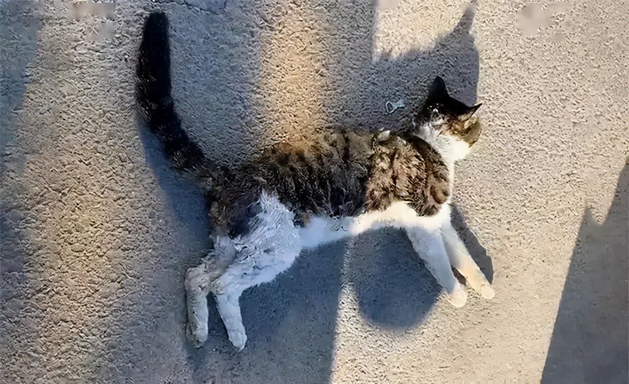 狸花猫背部受伤救助,狸花猫被主人打骨折