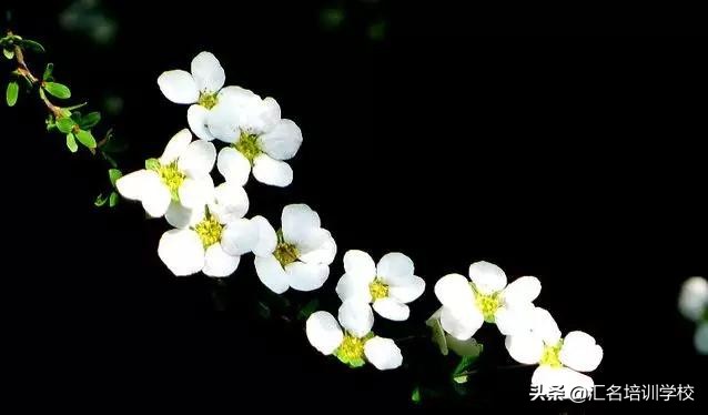 花艺十六种手法,流行花艺简单教学