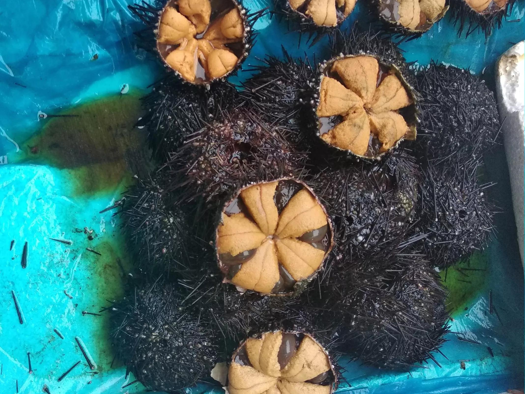 正宗山东水饺价格表,山东沿海鲅鱼水饺