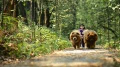 松狮犬有什么特点和缺点,松狮犬憨厚
