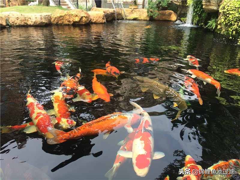 史上最贵的10条锦鲤,锦鲤最高拍卖价是哪一条