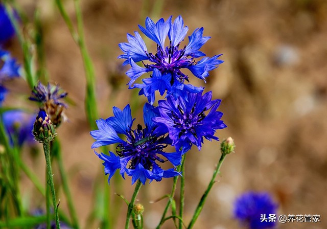蓝色花卉矢车菊,最名贵的蓝色矢车菊