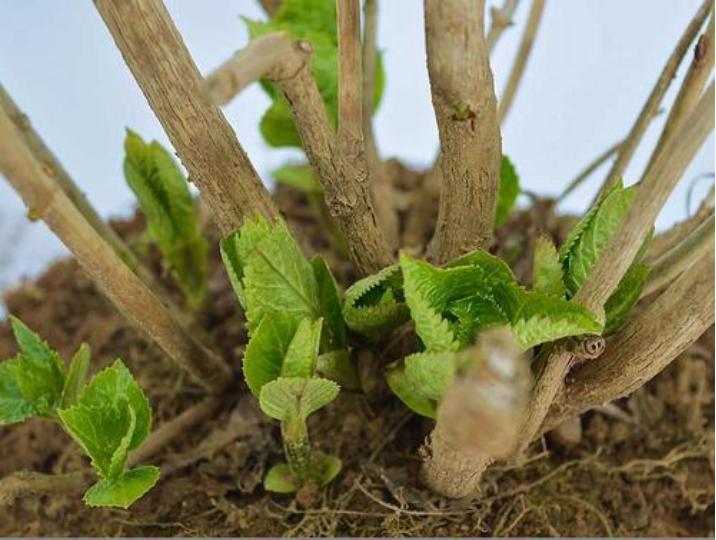 想让花开得漂亮用什么,绣球花开花少不缺阳光不缺肥