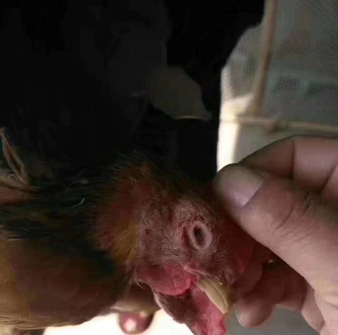 鸡张嘴呼吸最佳治疗方法,鸡张口呼吸有什么小妙招