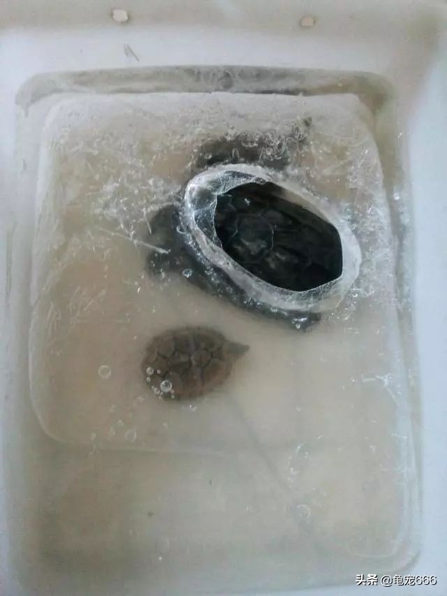 龟被冻成冰块,龟怎样处理
