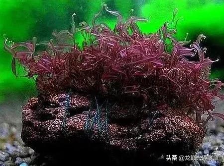 沉木绑扎什么莫斯好,珊瑚莫斯怎么绑扎