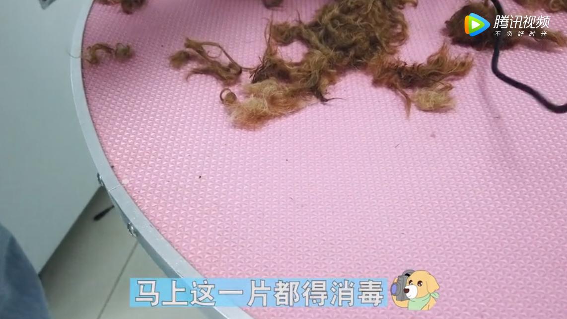 泰迪狗身上有跳蚤怎么办,主人去狗狗洗澡