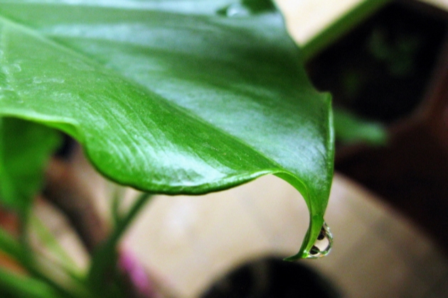 滴水观音叶子边缘发黄是怎么回事,滴水观音叶子发黄的原因