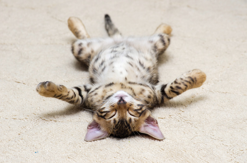 春困夏倦秋乏冬眠一年四季,春困秋乏夏倦冬眠的抖音