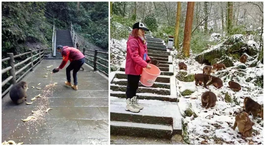 峨眉山这个让人担心的小精灵，已顺利回营