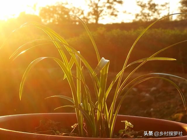 兰花叶片发黄是什么原因造成的,兰花黄叶的原因及改善方法