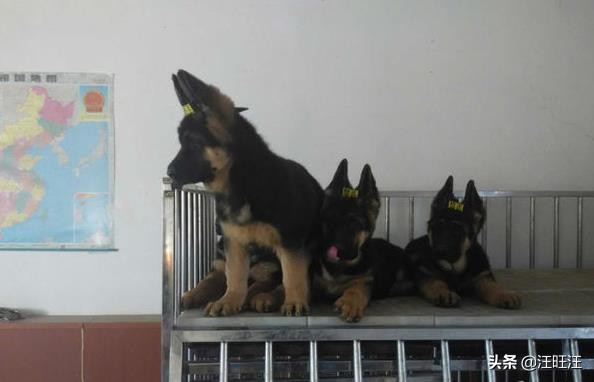 德牧的优点和缺点适合新手,什么样的德牧最漂亮