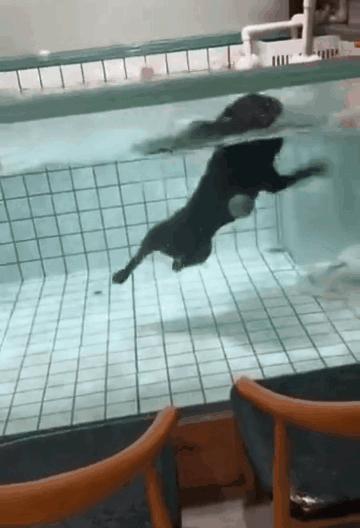 法斗游泳淹死了,法斗在宠物医院洗澡意外死亡后续